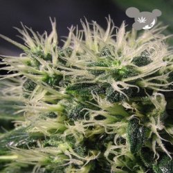 Ein allgemeines Bild