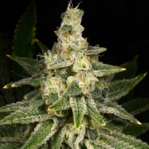 Crazy Haze female