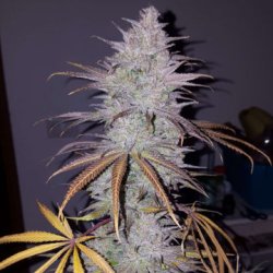 Ein allgemeines Bild