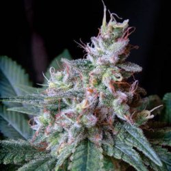 Ein allgemeines Bild