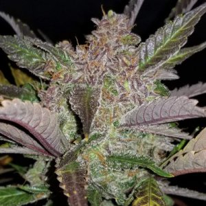 Cream Cookies Auto fem