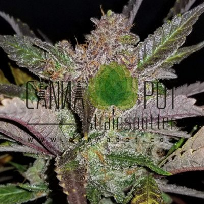 Cream Cookies Auto fem - zum Schließen ins Bild klicken
