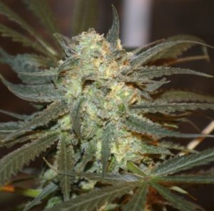 Creamy Berry Blue