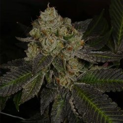 Ein allgemeines Bild