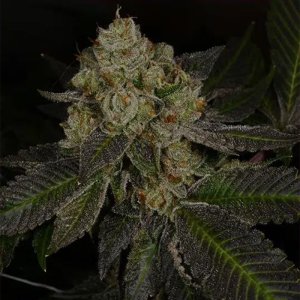 (Bild für) Crippy Killer