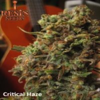 Critical Haze fem