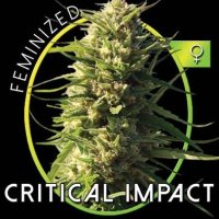 (Bild für) Critical Impact fem