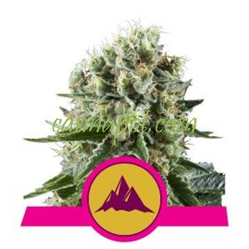 Critical Kush feminized - zum Schließen ins Bild klicken