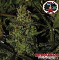 Critical Mass Automatic fem