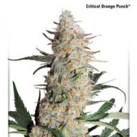(image pour) Critical Orange Punch