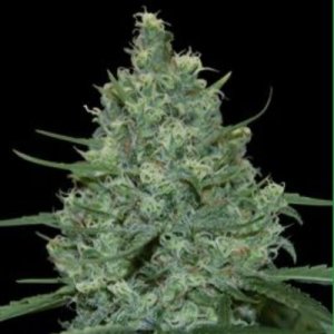 (imagen para) Critical 5 fem