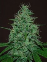 Cropical Fruit Auto fem