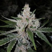 (imagen para) Crumbled Melon aka Lime