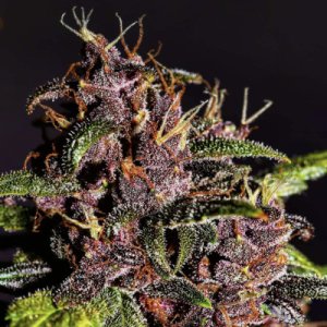 Crystal METH Auto fem