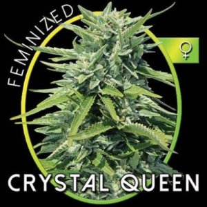 (image pour) Crystal Queen fem