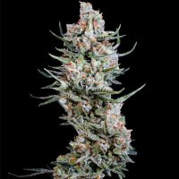 (image pour) Crystal White 5 fem