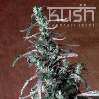 Haze Kush Haze Kush