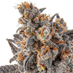 Ein allgemeines Bild