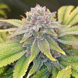 Ein allgemeines Bild