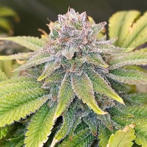 (Bild für) Daliance