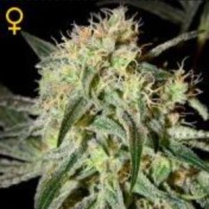 (image for) Damn Sour female