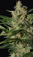 Damnesia Auto feminized