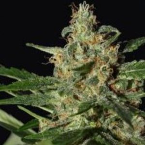 (image for) Damnesia Auto feminized