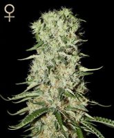 Damnesia feminized