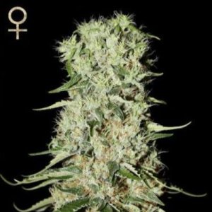 (imagen para) Damnesia feminized