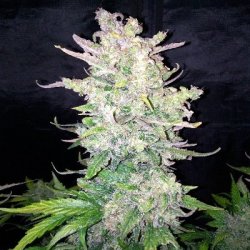 Ein allgemeines Bild