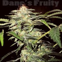 Danes Fruity Auto