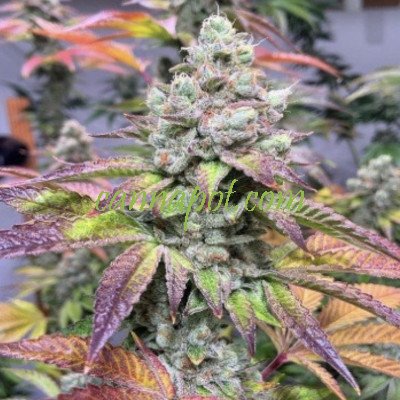 Dank Bananas 7 fem - zum Schließen ins Bild klicken