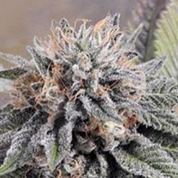 Ein allgemeines Bild