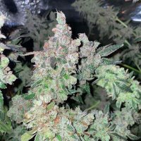 Dank N Later 7 fem