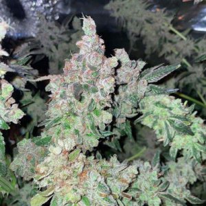 Dank N Later 7 fem