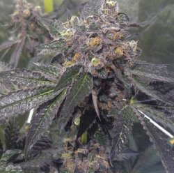 Ein allgemeines Bild