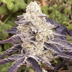 Ein allgemeines Bild