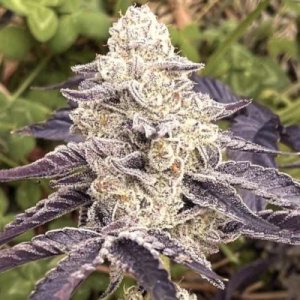 (Bild für) Dante’s Inferno