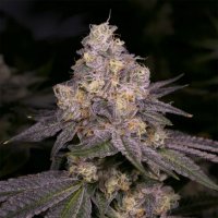 (imagen para) Dark Dosi