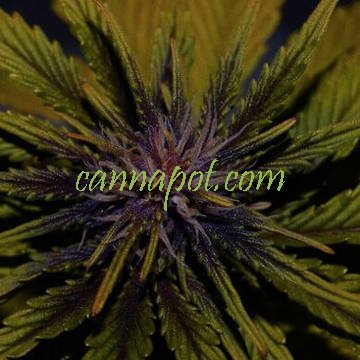 Dark Rose CBD Auto female - zum Schließen ins Bild klicken