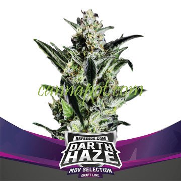 Darth Haze - zum Schließen ins Bild klicken