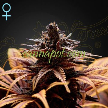 Deep Candy CBD female - zum Schließen ins Bild klicken