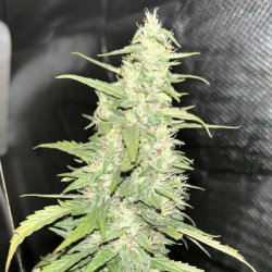 Ein allgemeines Bild