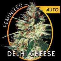 (image pour) Delhi Cheese Auto fem