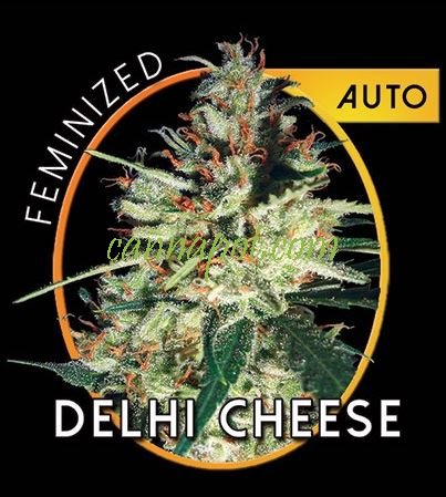 Delhi Cheese Auto fem - zum Schließen ins Bild klicken