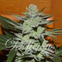 Desconocida Unknown Kush