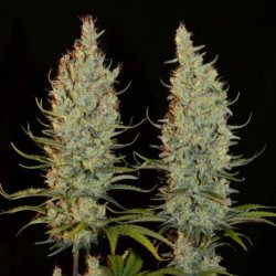 Ein allgemeines Bild