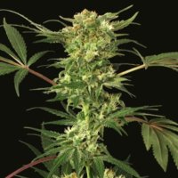 (image pour) Devil Kush reg