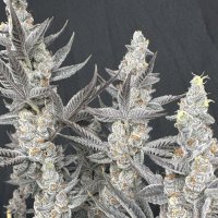 (imagen para) Diamond Daggers