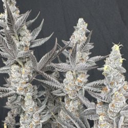 Ein allgemeines Bild